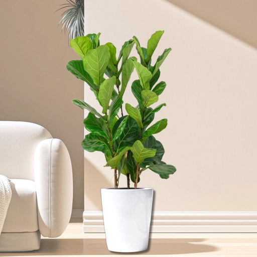 Ficus Lyrata or Fiddle Leaf Fig - Greensouq - 
