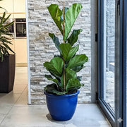 Ficus Lyrata or Fiddle Leaf Fig - Greensouq - 