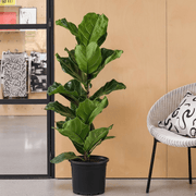 Ficus Lyrata or Fiddle Leaf Fig - Greensouq - 