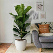 Ficus Lyrata or Fiddle Leaf Fig | Dubai's iconic Plant! - Greensouq - 