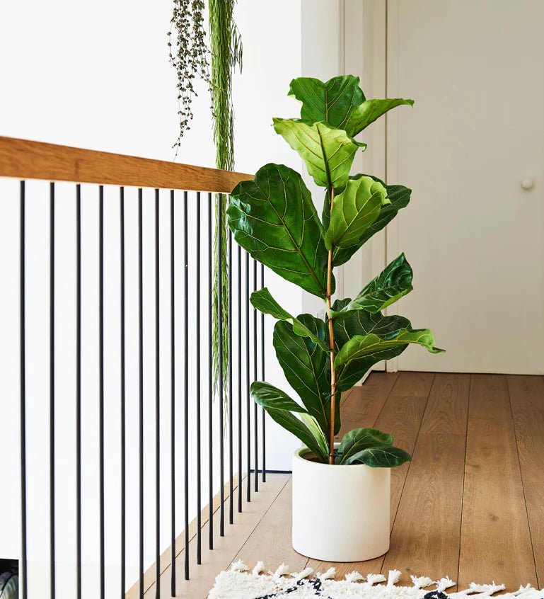 Ficus Lyrata or Fiddle Leaf Fig | Dubai's iconic Plant! - Greensouq - 