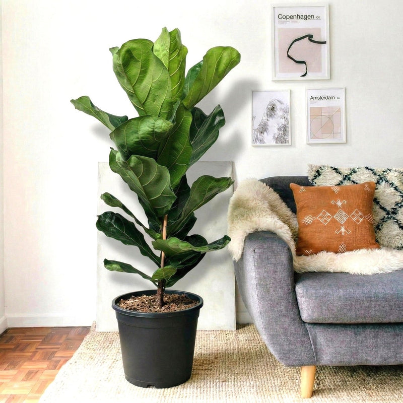 Ficus Lyrata or Fiddle Leaf Fig | Dubai's iconic Plant! - Greensouq - 