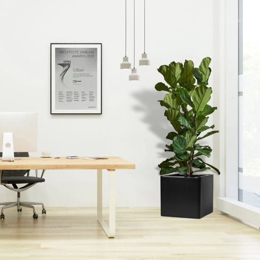 Ficus Lyrata or Fiddle Leaf Fig in Grp Square Pot 40x40 - Greensouq - 