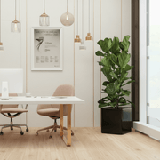 Ficus Lyrata or Fiddle Leaf Fig in Grp Square Pot 40x40 - Greensouq - 