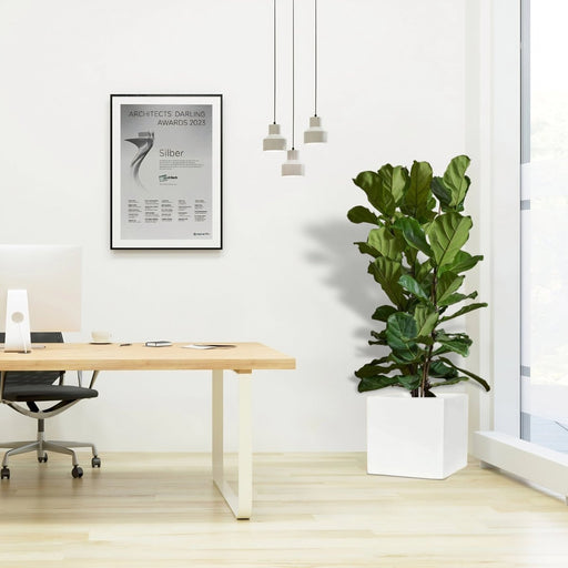 Ficus Lyrata or Fiddle Leaf Fig in Grp Square Pot 40x40 - Greensouq - 