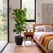 Ficus Lyrata or Fiddle Leaf Fig | UAE's Bold Tropical Statement! 1pp - Greensouq -