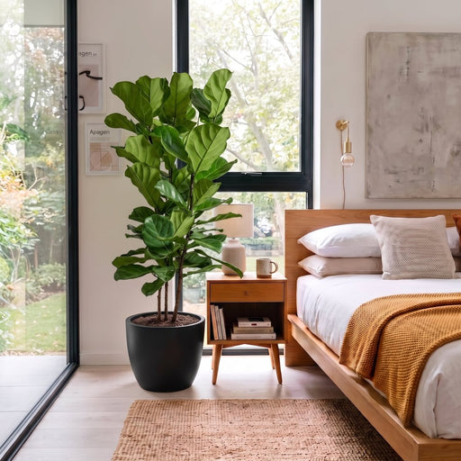 Ficus Lyrata or Fiddle Leaf Fig | UAE's Bold Tropical Statement! 1pp - Greensouq -