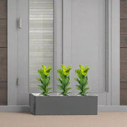 3x Ficus Lyrata in Rectangular Fiber Glass Planter (GRP) (70x30x30cm) - Greensouq -