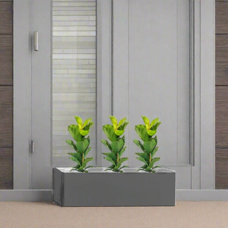 3x Ficus Lyrata in Rectangular Fiber Glass Planter (GRP) (70x30x30cm) - Greensouq -