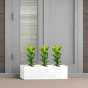 3x Ficus Lyrata in Rectangular Fiber Glass Planter (GRP) (70x30x30cm) - Greensouq -
