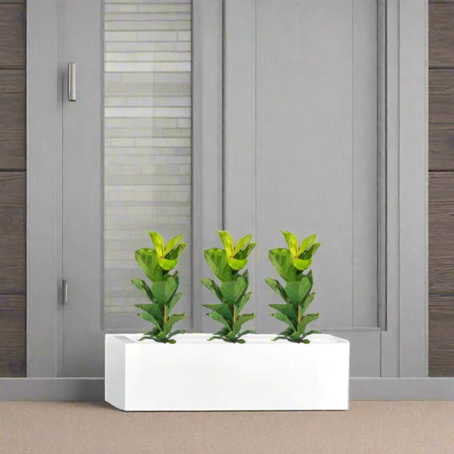 Ficus Lyrata Trio in Rectangular Fiber Glass Planter (GRP) (70x30x30cm) - Greensouq - 