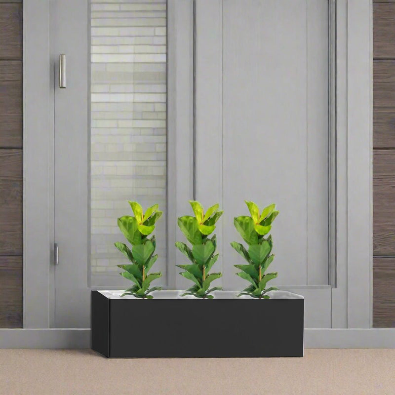 3x Ficus Lyrata in Rectangular Fiber Glass Planter (GRP) (70x30x30cm) - Greensouq -