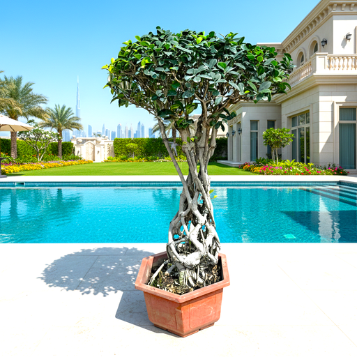 Ficus Microcarpa Net Root Bonsai 80 - 90cm - Greensouq - 