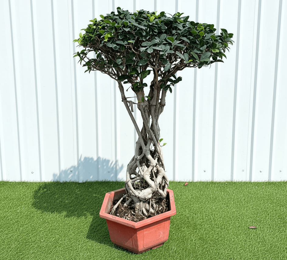 Ficus Microcarpa Net Root Bonsai