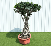 Ficus Microcarpa Net Root Bonsai 80 - 90cm - Greensouq - 