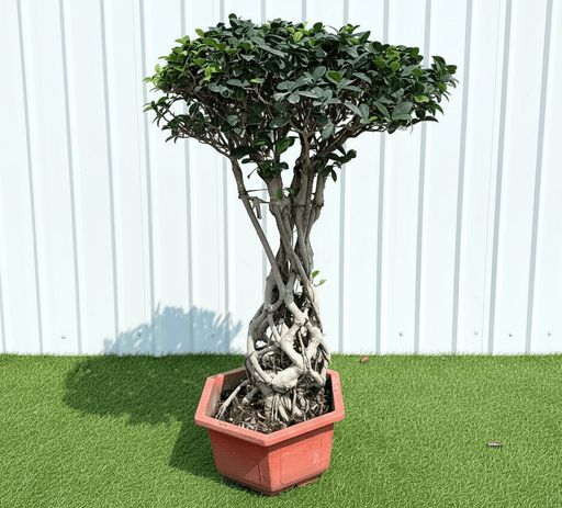 Ficus Microcarpa Net Root Bonsai 80 - 90cm - Greensouq - 
