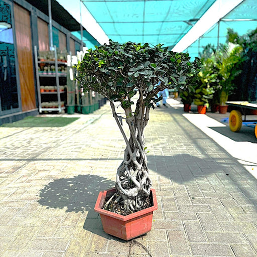 Ficus Microcarpa Net Root Bonsai 80 - 90cm - Greensouq - 