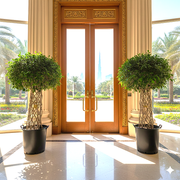 Ficus Microcarpa Nitida Grill 1.5 - 1.7m - Greensouq - 