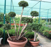 Ficus MultiHead "Microcarpa" - Greensouq - 