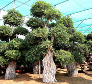 Ficus Nitida Bonsai | Ficus Big size Bonsai | Root Shape Bonsai - Greensouq - 