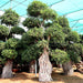 Ficus Nitida Bonsai | Ficus Big size Bonsai | Root Shape Bonsai - Greensouq - 