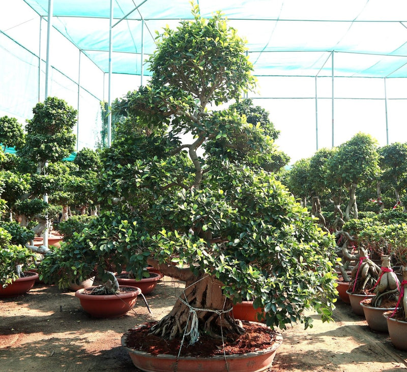 Ficus Nitida Bonsai | Ficus Big size Bonsai | Root Shape Bonsai - Greensouq - 