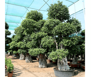 Ficus Nitida Bonsai | Ficus Big size Bonsai | Root Shape Bonsai - Greensouq - 