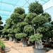 Ficus Nitida Bonsai | Ficus Big size Bonsai | Root Shape Bonsai - Greensouq - 