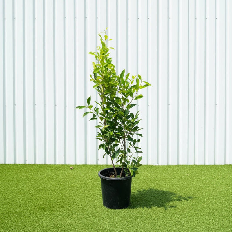 Ficus Nitida (Indian Laurel Fig - Chinese Banyon) | Dubai's Aerial Root Plant! - Greensouq - 