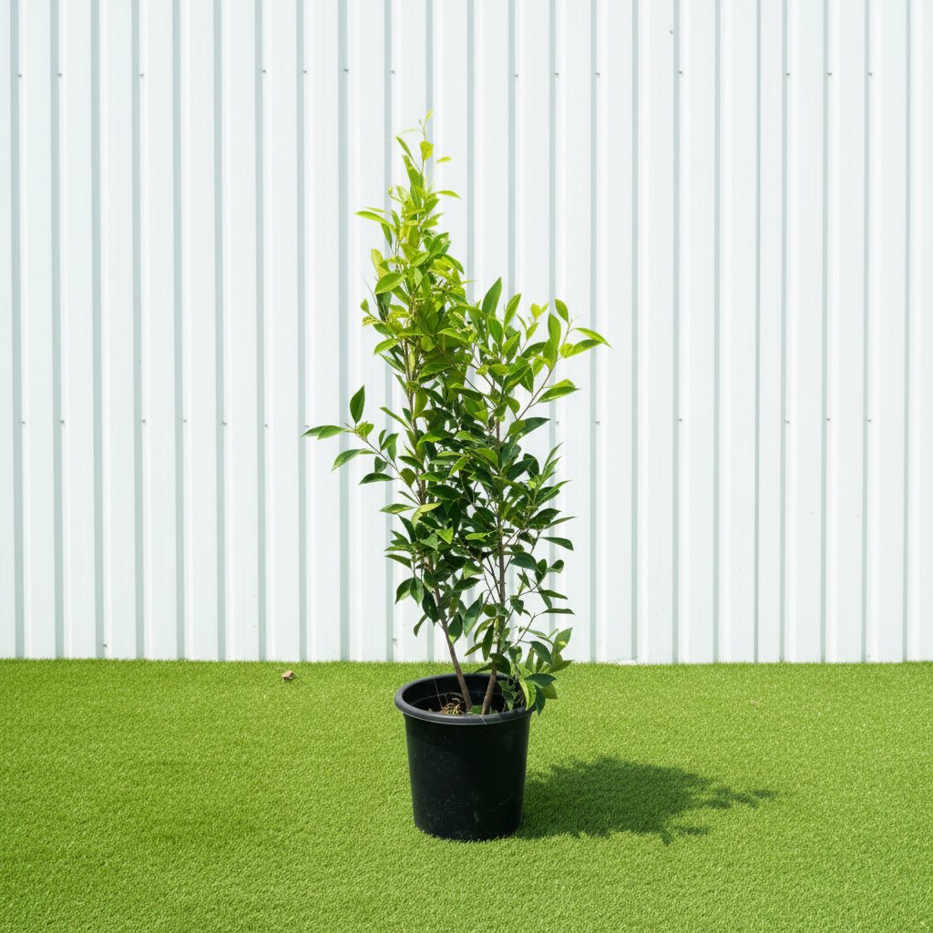 Ficus Nitida | Dubai's Aerial Root Plant! — Greensouq