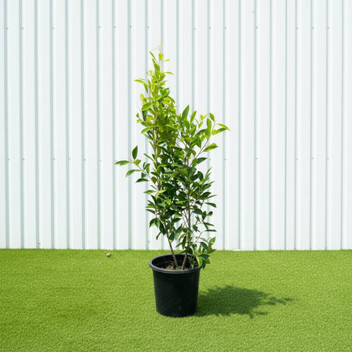 Ficus Nitida (Indian Laurel Fig - Chinese Banyon) | Dubai's Aerial Root Plant! - Greensouq - 