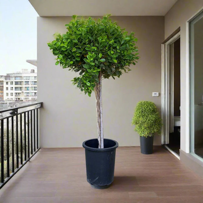 ficus panda twisted trunk greensouq