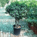 Ficus Panda "Cage Shape" 1.4 - 1.6m - Greensouq - 