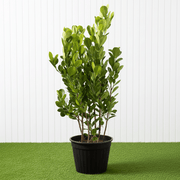 Ficus Panda Evergreen Plant 40 - 50cm - Greensouq - 
