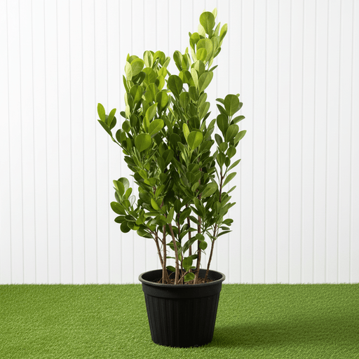 Ficus Panda Evergreen Plant 40 - 50cm - Greensouq - 