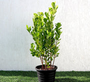 Ficus panda Evergreen Plant 40 - 50cm - Greensouq - 