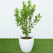 Ficus Panda Evergreen Plant 40-50cm - Greensouq -