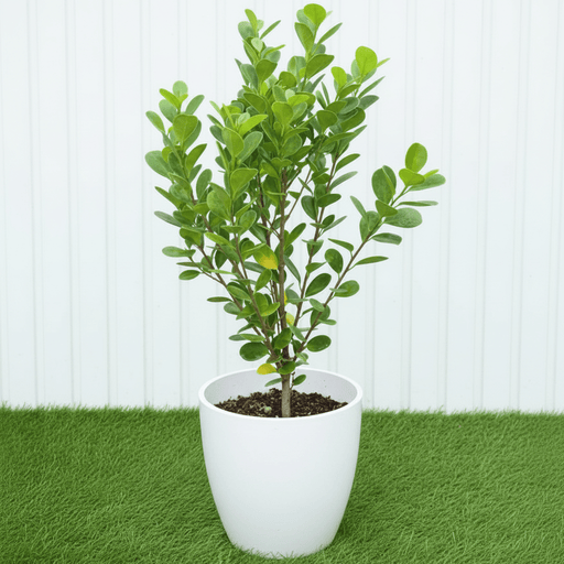 Ficus Panda Evergreen Plant 40-50cm - Greensouq -