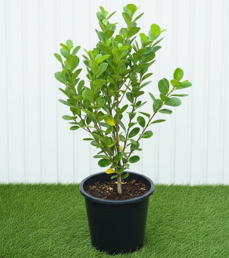 Ficus Panda Evergreen Plant 40-50cm - Greensouq -