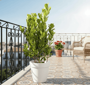 Ficus panda Evergreen Plant 40 - 50cm - Greensouq - 