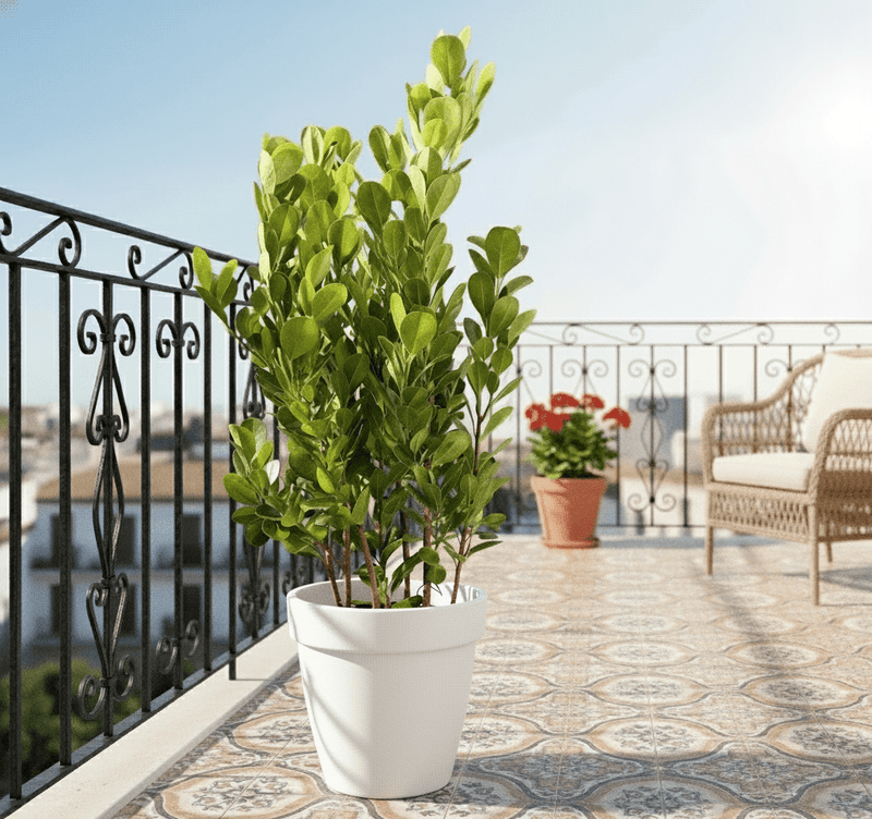 Ficus panda Evergreen Plant 40 - 50cm - Greensouq - 