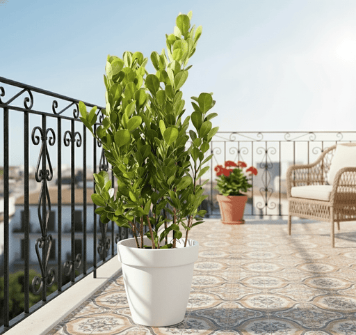 Ficus panda Evergreen Plant 40 - 50cm - Greensouq - 