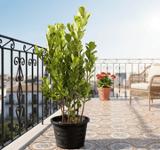 Ficus panda Evergreen Plant 40 - 50cm - Greensouq - 