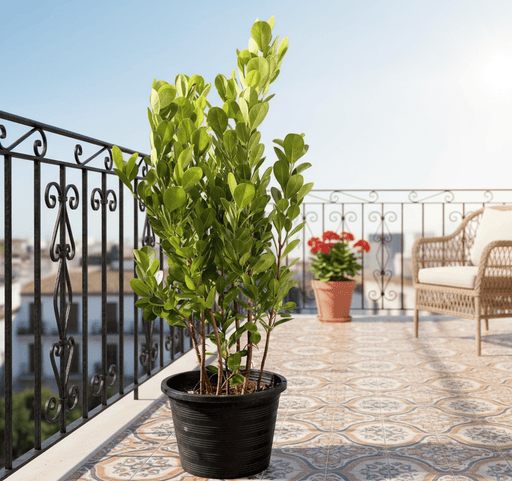 Ficus panda Evergreen Plant 40 - 50cm - Greensouq - 