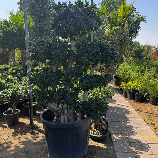 Ficus Panda (Ficus microcarpa) multi - head 1.5 - 1.8m - Greensouq - 
