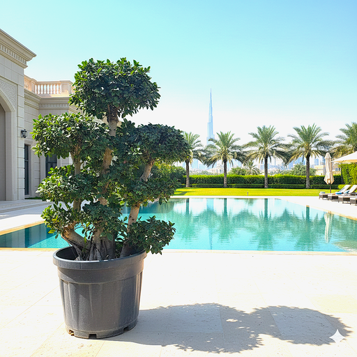 Ficus Panda (Ficus microcarpa) multi - head 1.5 - 1.8m - Greensouq - 