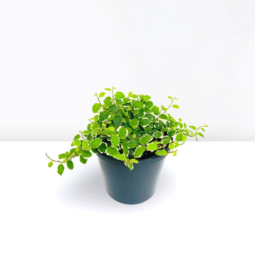 Ficus Pumila - Creeping fig "Varigated" - Greensouq - 