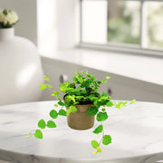 Ficus Pumila or Climbing Fig - Greensouq - 