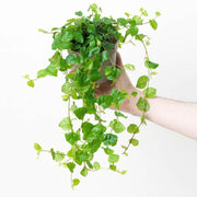 Ficus Pumila or Climbing Fig - Greensouq - 