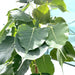 Ficus Religiosa 90 - 100 MM Trunk 3.5 to 4.0m - Greensouq - 
